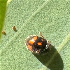 Diomus notescens (Little two-spotted ladybird) at Casey, ACT - Yesterday by Hejor1