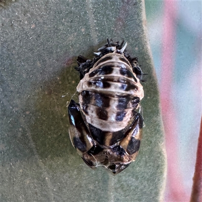 Harmonia conformis (Common Spotted Ladybird) at Casey, ACT - Yesterday by Hejor1