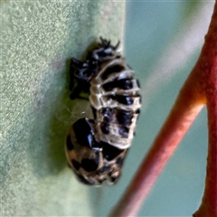 Harmonia conformis at Casey, ACT - 10 May 2025 04:43 PM