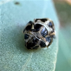 Harmonia conformis at Casey, ACT - 10 May 2025 04:43 PM