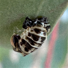 Harmonia conformis at Casey, ACT - 10 May 2025 04:43 PM