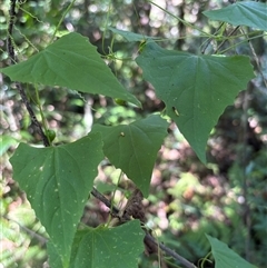 Zehneria cunninghamii (slender native cucumber) at Caparra, NSW - 8 May 2025 by maznee