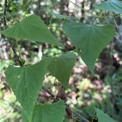 Zehneria cunninghamii (slender native cucumber) at Caparra, NSW - 8 May 2025 by maznee
