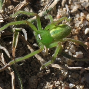 Neosparassus patellatus (Tasmanian Badge Huntsman) at Rendezvous Creek, ACT - Yesterday by VanceLawrence