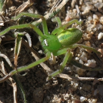 Neosparassus patellatus (Tasmanian Badge Huntsman) at Rendezvous Creek, ACT - 10 May 2025 by VanceLawrence