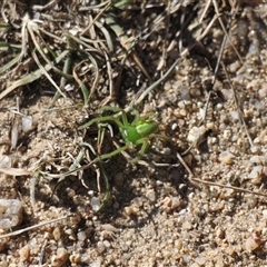 Neosparassus patellatus at Rendezvous Creek, ACT - 10 May 2025 12:30 PM