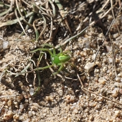 Neosparassus patellatus at Rendezvous Creek, ACT - 10 May 2025 12:30 PM