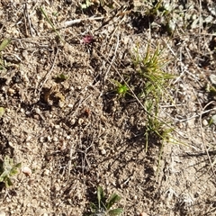 Neosparassus patellatus at Rendezvous Creek, ACT - 10 May 2025 12:30 PM