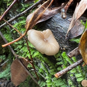 Unverified Cap on a stem; gills below cap [mushrooms or mushroom-like] at Caparra, NSW - Yesterday by maznee