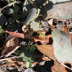 Vespula germanica at Rendezvous Creek, ACT - Yesterday by VanceLawrence