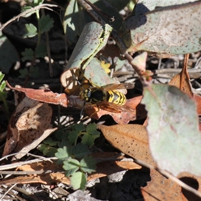 Vespula germanica at Rendezvous Creek, ACT - Yesterday by VanceLawrence