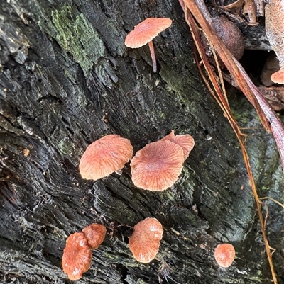 Unverified Cap on a stem; gills below cap [mushrooms or mushroom-like] at Caparra, NSW - Yesterday by maznee