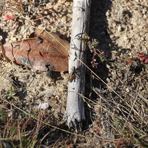 Unverified Grasshopper, Cricket or Katydid (Orthoptera) at Rendezvous Creek, ACT - Yesterday by VanceLawrence