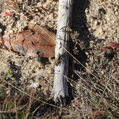 Unverified Grasshopper, Cricket or Katydid (Orthoptera) at Rendezvous Creek, ACT - Yesterday by VanceLawrence