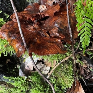 Unverified Pored or somewhat maze-like on underside [bracket polypores] at Caparra, NSW - Yesterday by maznee