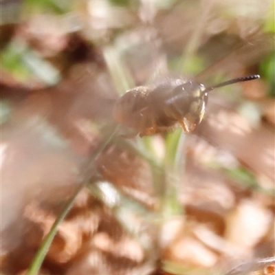 Vespula germanica at Rendezvous Creek, ACT - Yesterday by JimL