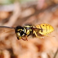 Vespula germanica at Rendezvous Creek, ACT - Yesterday by JimL