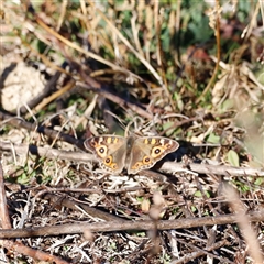 Junonia villida (Meadow Argus) at Rendezvous Creek, ACT - Yesterday by JimL