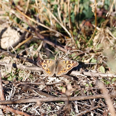 Junonia villida (Meadow Argus) at Rendezvous Creek, ACT - Yesterday by JimL