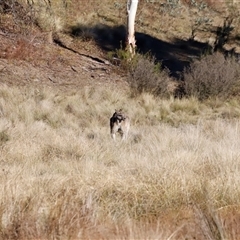 Macropus giganteus (Eastern Grey Kangaroo) at Rendezvous Creek, ACT - 10 May 2025 by JimL