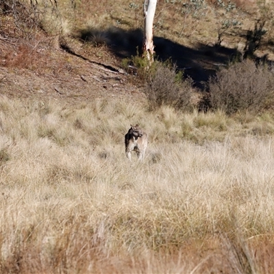 Macropus giganteus (Eastern Grey Kangaroo) at Rendezvous Creek, ACT - 10 May 2025 by JimL