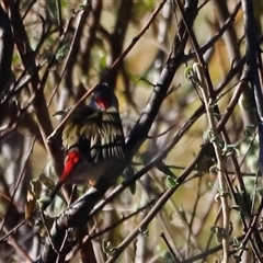 Neochmia temporalis (Red-browed Finch) at Rendezvous Creek, ACT - 10 May 2025 by JimL