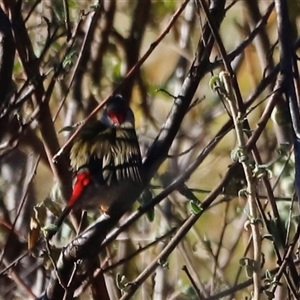 Neochmia temporalis (Red-browed Finch) at Rendezvous Creek, ACT - Yesterday by JimL