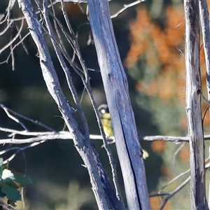 Nesoptilotis leucotis (White-eared Honeyeater) at Rendezvous Creek, ACT - Yesterday by JimL