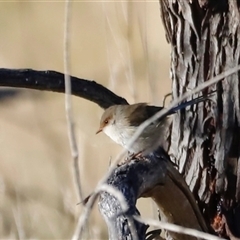 Malurus cyaneus (Superb Fairywren) at Rendezvous Creek, ACT - 10 May 2025 by JimL