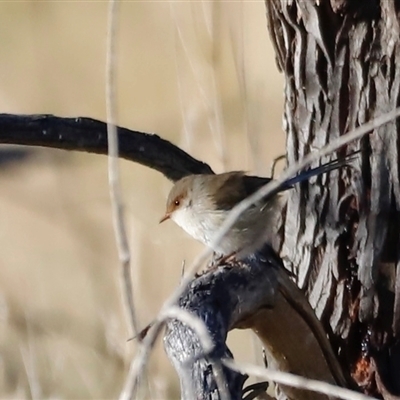 Malurus cyaneus (Superb Fairywren) at Rendezvous Creek, ACT - 10 May 2025 by JimL