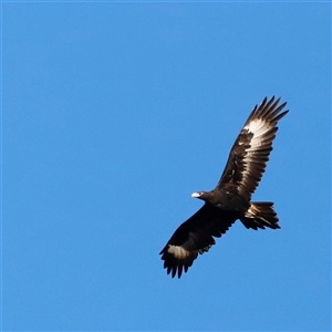 Aquila audax (Wedge-tailed Eagle) at Rendezvous Creek, ACT - Yesterday by JimL