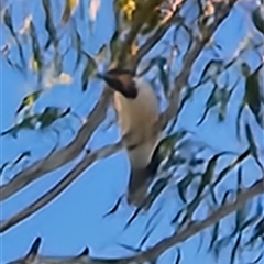 Entomyzon cyanotis (Blue-faced Honeyeater) at Queanbeyan East, NSW - 10 May 2025 by NathanaelC