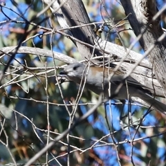 Colluricincla harmonica (Grey Shrikethrush) at Booth, ACT - 10 May 2025 by JimL