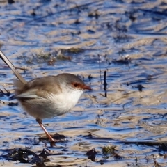 Malurus cyaneus (Superb Fairywren) at Rendezvous Creek, ACT - 10 May 2025 by JimL