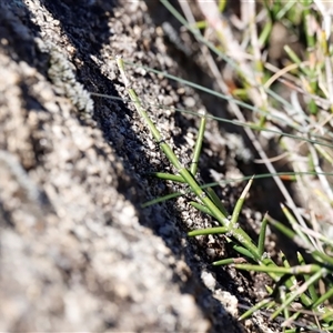 Discaria pubescens at Rendezvous Creek, ACT - suppressed