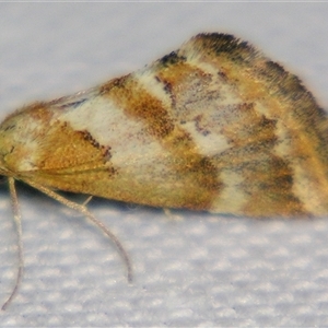 Unverified Geometer moth (Geometridae) at Rubyvale, QLD - 29 Oct 2009 by PJH123
