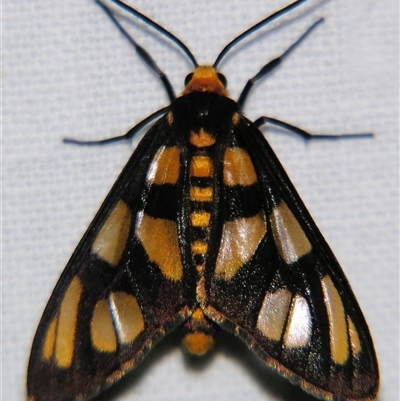 Amata (genus) (Handmaiden Moth) at Rubyvale, QLD - 29 Oct 2009 by PJH123