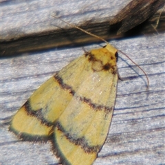 Heliosia perichares (A Tiger moth) at Rubyvale, QLD - 29 Oct 2009 by PJH123