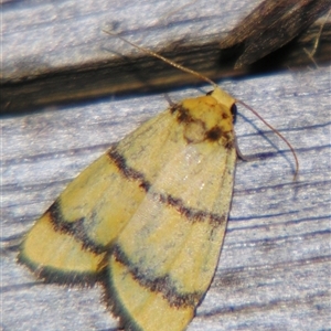 Unverified Tiger moth (Arctiinae) at Rubyvale, QLD - 29 Oct 2009 by PJH123