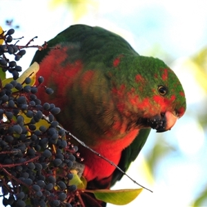 Alisterus scapularis at Stirling, ACT - Yesterday by Harrisi