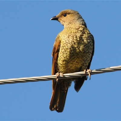 Ptilonorhynchus violaceus (Satin Bowerbird) at Stirling, ACT - 10 May 2025 by Harrisi