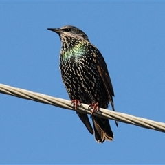 Sturnus vulgaris (Common Starling) at Stirling, ACT - Yesterday by Harrisi