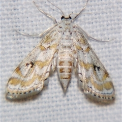 Parapoynx diminutalis (A Crambid moth) at Rubyvale, QLD - 29 Oct 2009 by PJH123
