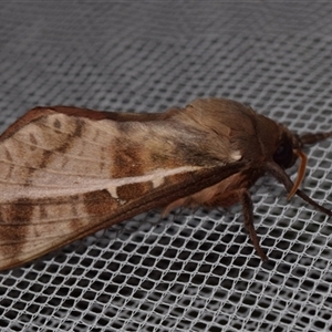 Oxycanus australis at Jerrabomberra, NSW - suppressed