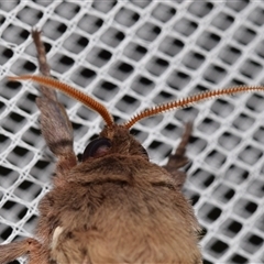 Oxycanus australis at Jerrabomberra, NSW - suppressed