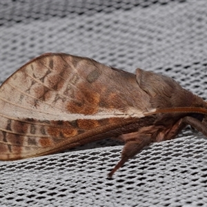 Oxycanus dirempta at Jerrabomberra, NSW - suppressed