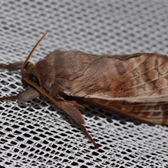Oxycanus dirempta at Jerrabomberra, NSW - suppressed