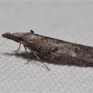 Cryptaspasma sordida by DianneClarke