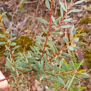 Acacia buxifolia subsp. buxifolia at Yass River, NSW - 29 Nov 2024 by Wildgirl1335