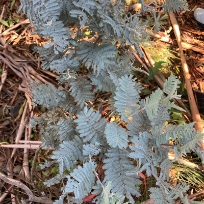 Acacia dealbata subsp. subalpina (Monaro Silver-wattle) at Booth, ACT - 10 May 2025 by JohnGiacon